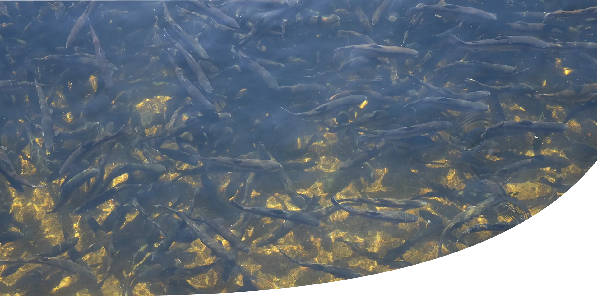 Truites dans un bassin
